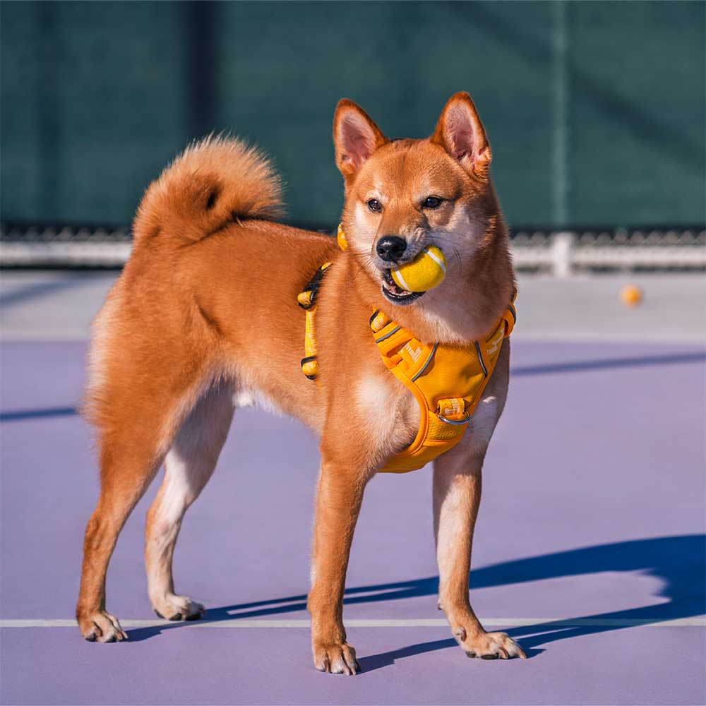 Tennisball Hundespielzeug Quietschen & Hüpfen