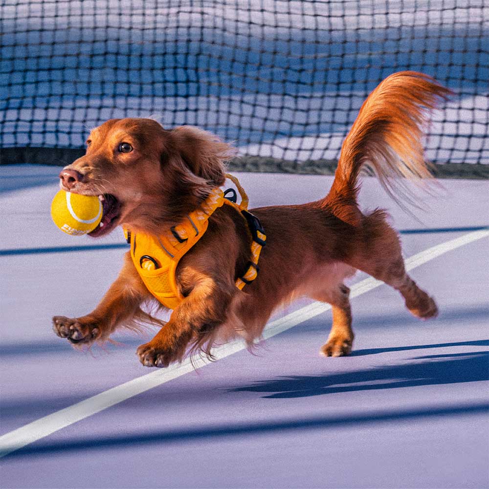 Tennisball Hundespielzeug Quietschen & Hüpfen