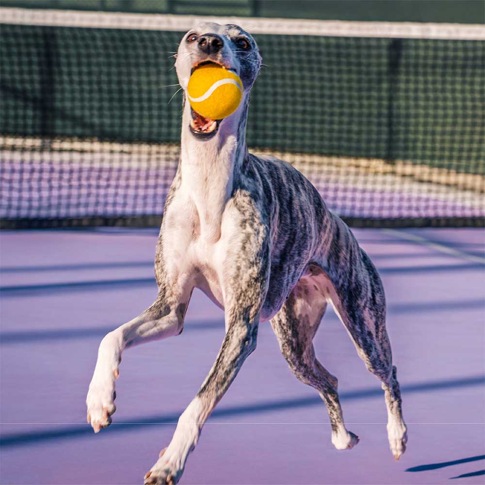 Tennisball Hundespielzeug Quietschen & Hüpfen