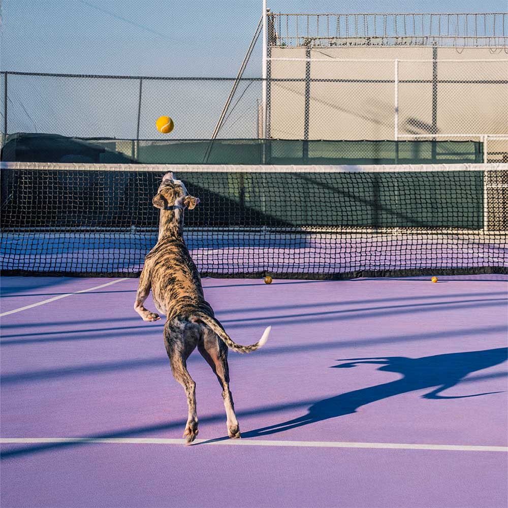 Tennisball Hundespielzeug Quietschen & Hüpfen