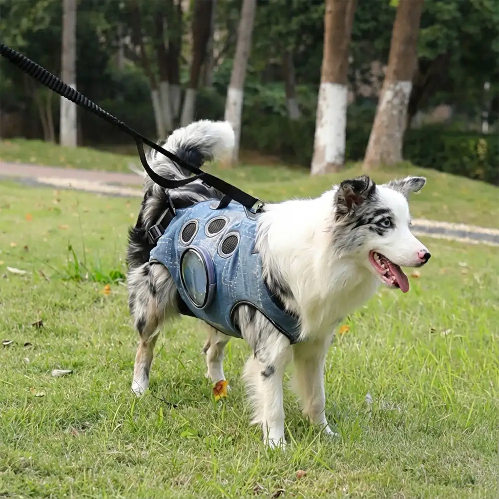 Tragetasche für Hunde ohne Hände für Reisen & Wandern – Multifunktionaler Rucksack für mittelgroße Hunde