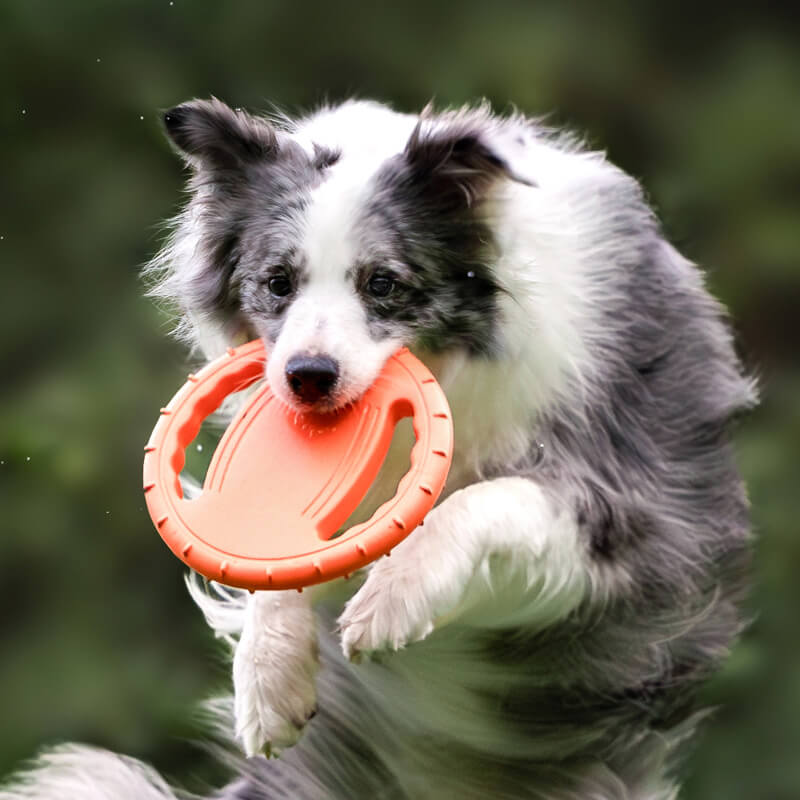 Interaktive Hunde-Frisbee Lenkrad Wurfspielzeug aus Gummi