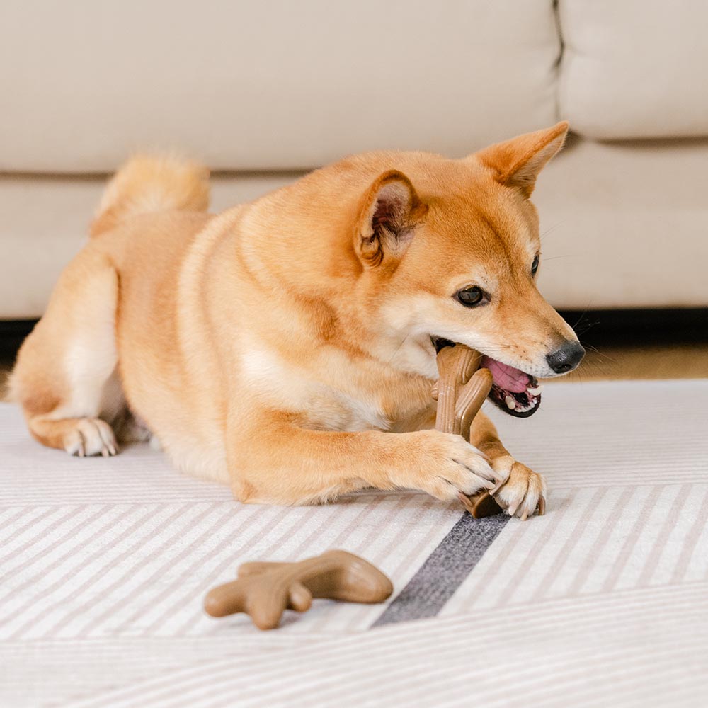 Robustes Kauspielzeug für Hunde mit Beißknochen und Speckgeschmack
